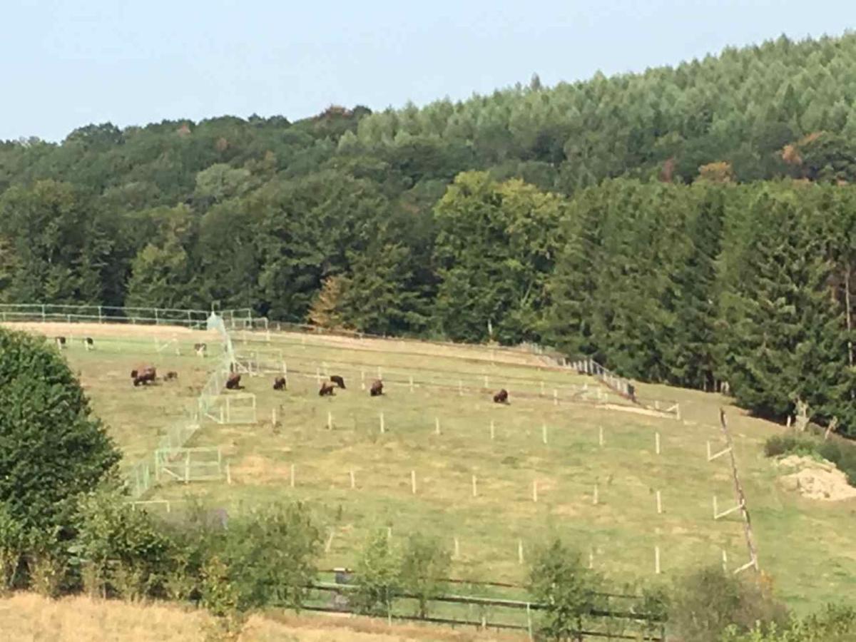 Appartamento Haus Sonnenschein Wermelskirchen Esterno foto